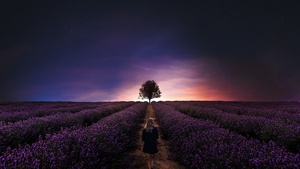 Sunset, Girl, Alone, Lavender farm, Lavender fields, Woman, Dawn, Evening, Horizon, 4K wallpaper
