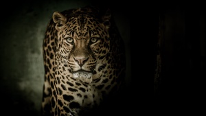 Leopard, Wild animal, Dark background, 4K wallpaper