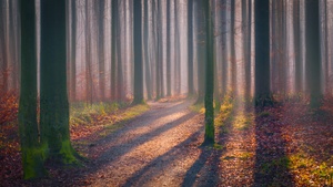 Autumn Forest, Fallen Leaves, Fog, Sun light, Shadow, Trees, Woods, 4K wallpaper