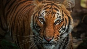 Bengal Tiger, Closeup, Big cat, Wild animals, 4K wallpaper