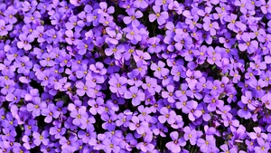 Aubrieta, Violet flowers, Blossom, Spring, Bloom, Purple, Floral Background, Aesthetic, 4K wallpaper