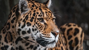Leopard, Zoo, Wildlife, Jaguar, Closeup, ARTIS, Amsterdam, Netherlands, 4K wallpaper