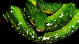 Green snake, Green Python, Water drops, Dark background, 4K wallpaper