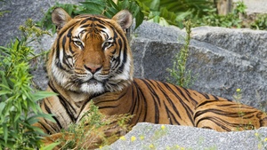 Big cat, Wild animal, Predator, Carnivore, Tiger face, 4K wallpaper
