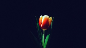 Tulip flower, Orange tulips, Dark background, 4K wallpaper
