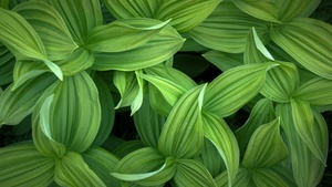 Green leaves, Closeup, Plant, 4K wallpaper