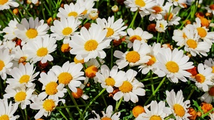 Daisies, White flowers, Bloom, Spring, Garden, Floral, Beautiful, 4K wallpaper