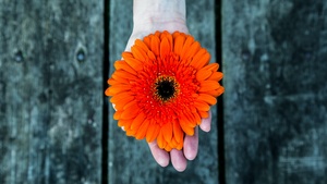 Orange flower, Gerbera Daisy, Hand, Closeup, Bokeh, Wooden background, 4K wallpaper