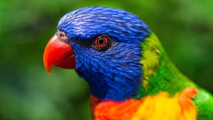 Rainbow Lorikeet, Parrot, Colorful, Bird, Multicolor, Closeup, Green background, 4K wallpaper