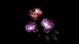 Rose flowers, Colorful, Black background, Roses, 4K wallpaper