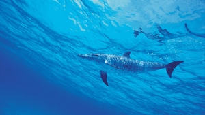 Dolphins, Underwater, Under the Sea, Aqua blue, 4K wallpaper