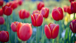 Tulip flowers, Red Tulips, Flower garden, Spring, Blossom, Bloom, 4K wallpaper