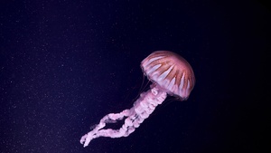 Jellyfish, Dark background, Sea Life, Aquarium, Underwater, Glowing, Pink, 4K wallpaper