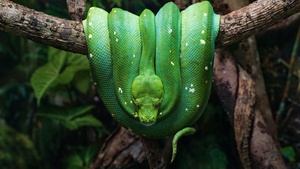 Green Python, Green snake, Tree Branch, Reptile, Forest, Closeup, 4K wallpaper