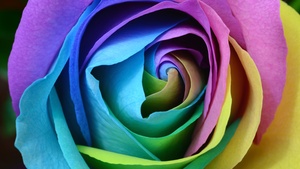 Rose flower, Colorful, Multicolor, Rainbow, Beautiful, Macro, Closeup, Floral, Blossom, Bloom, 4K wallpaper