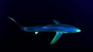 Underwater, Atlantic Ocean, Deep Sea, Dark background, 4K wallpaper