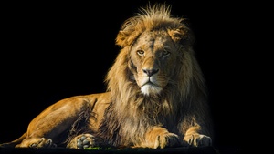 Lion, Male, Zoo, Wild Cat, Black background, 4K wallpaper