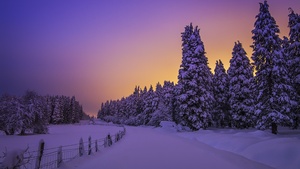 Landscape, Purple sky, Snow covered, Evening sky, Sunset, Winter, Trees, Scenery, Beautiful, 4K wallpaper