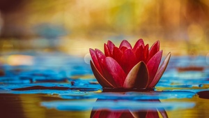 Water Lily, Red flower, Reflection, 4K wallpaper