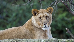 Young Lioness, Wild animal, Zoo, Predator, Carnivore, Tree Branch, Portrait, Closeup, Big cat, 4K wallpaper