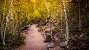 Aspen trees, Pathway, Forest, Rocks, Trails, Beautiful, 4K wallpaper