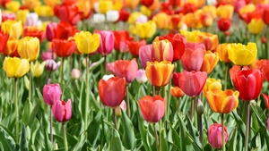Tulip Field, Multicolor, Colorful, Red, Yellow, Flower garden, Tulip flowers, Green leaves, Blossom, Bloom, Spring, Tulip garden, 4K wallpaper