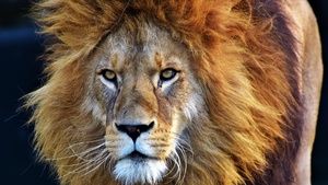 African Lion, Closeup, Big cat, Predator, Wild animal, Carnivore, 4K wallpaper