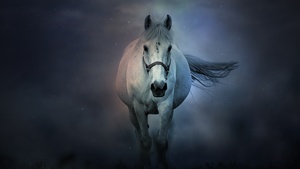 White horse, Dark background, 4K wallpaper