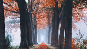 Autumn, Foliage, Trees, Path, Foggy, Morning, Fallen Leaves, 4K wallpaper