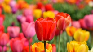 Tulip Field, Multicolor, Colorful, Flower garden, Spring, Blossom, Bloom, Red, Yellow, 4K wallpaper