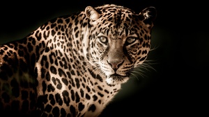 Leopard, Wildcat, Wildlife, Black background, Closeup, 4K wallpaper
