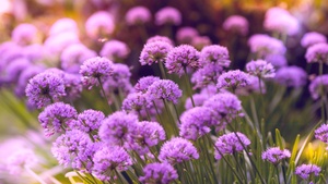 Purple Flowers, Flower garden, Blossom, Bloom, Spring, Bokeh, Vibrant, 4K wallpaper