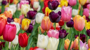 Tulip flowers, Multicolor, Colorful, Tulips field, Purple, Pink, Beautiful, Flower garden, 4K wallpaper