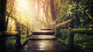 Wooden stairs, Forest, Jungle, Green Trees, Sunlight, Wooden Planks, 4K wallpaper