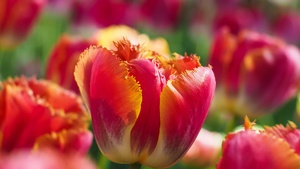 Tulips, Garden, Blossom, Tulip flowers, Bloom, Spring, Bokeh, Red flowers, 4K wallpaper