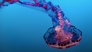 Jellyfish, Pink, Underwater, Sea Life Aquarium, Blue background, Floating, 4K wallpaper