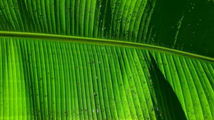 Green background, Texture, Pattern, Water drops, Closeup, 4K wallpaper