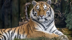 Siberian tigress, Wild animal, Trees, Zoo, Relax, Predator, Big cat, Carnivore, 4K wallpaper