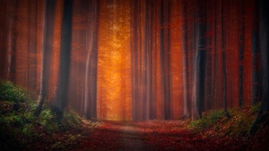 Autumn Forest, Pathway, Fallen Leaves, Sunset, Landscape, Orange, Trees, Woods, 4K wallpaper