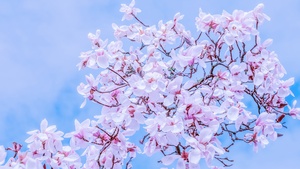 Pink flowers, Spring, Beautiful, Blossom, 4K wallpaper