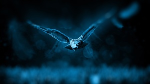 Owl, Dark background, Moonlight, Blue, Forest, Bokeh, Flying, 4K wallpaper