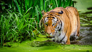 Siberian tiger, Pond, Big cat, Green, 4K wallpaper
