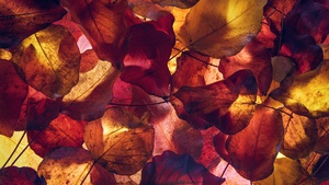 Maple leaves, Autumn season, Foliage, Yellow leaves, Fallen Leaves, 4K wallpaper