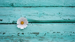 White flower, Wooden background, Teal, Turquoise, Pastel cyan, Pastel background, 4K wallpaper