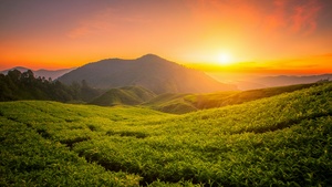 Tea form, Sunrise, Landscape, Hills, Agriculture, Malaysia, Aesthetic, 4K wallpaper