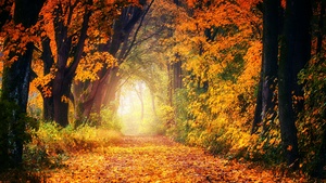 Forest, Dirt road, Maple trees, Autumn, Fall, Light, 4K wallpaper
