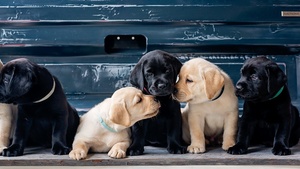 Puppies, 4K wallpaper
