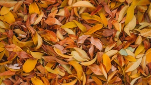 Leaves, Fall Foliage, Brown, Yellow background, 4K wallpaper