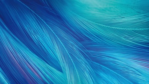 Feathers, CGI, Blue, Teal, Stock, 4K wallpaper