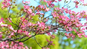 Pink flowers, Spring, Bokeh, Beautiful, Green, Bloom, 4K wallpaper